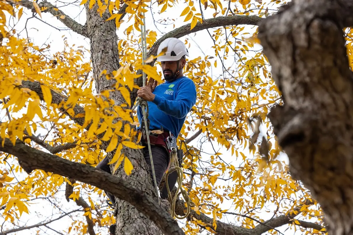 Skilled Tree Pruning crew working in Saint Francis